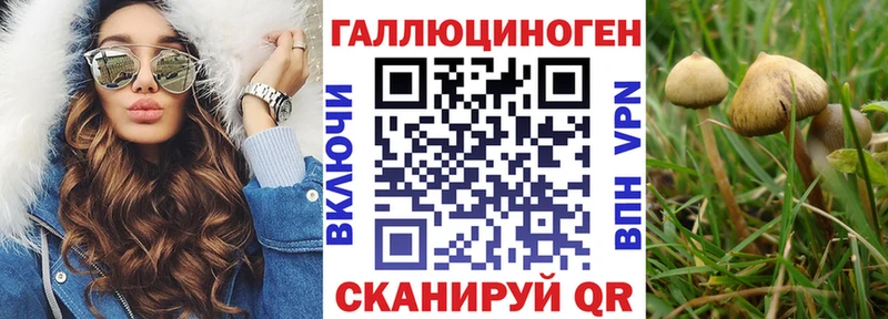 Купить где  Глазов  Псилоцибиновые грибы Psilocybe 
